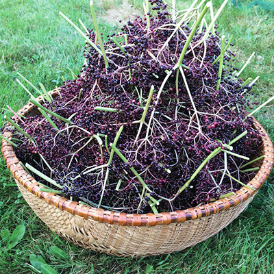 Elderberry and Aronia: Two crops you may not have thought, or even heard, of